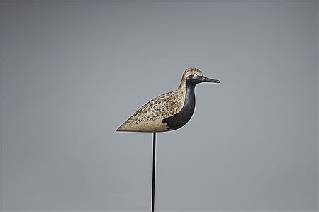 Black-Bellied Plover