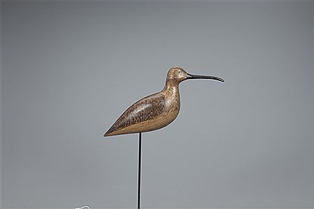 Curlew