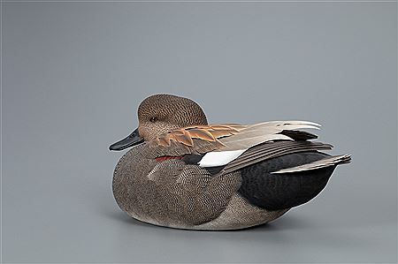 Outstanding Gadwall
