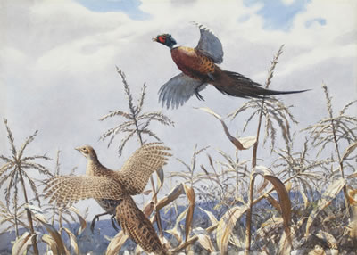 A Pair of Pheasants, 1948