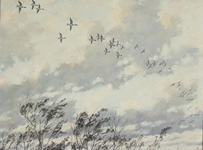 Pintails in Flight