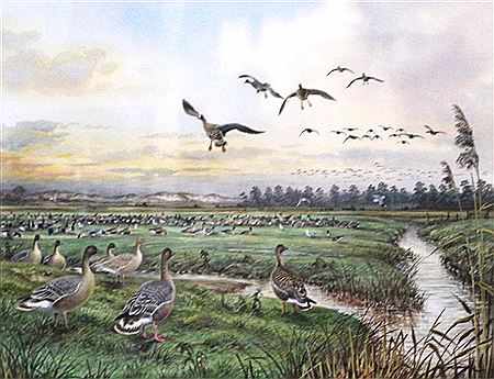 Flock of Migratory Geese on the North Norfolk Coast