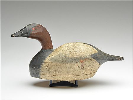 Oversize canvasback drake