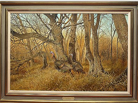 "Woodland Seclusion - Wild turkeys"