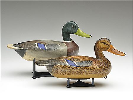 Excellent pair of mallards