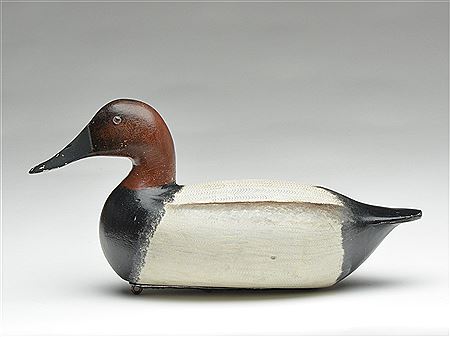 Canvasback drake