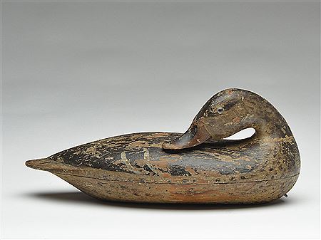 Rare mallard hen sleeper