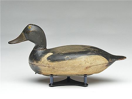 Bluebill drake