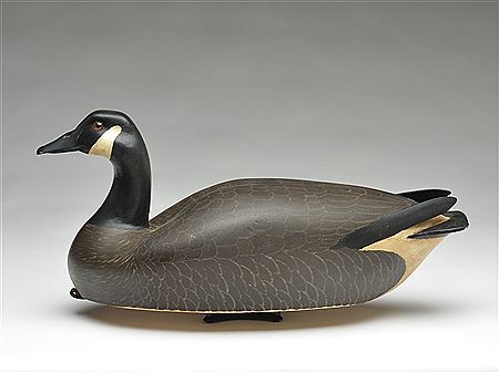 Rare Canada goose