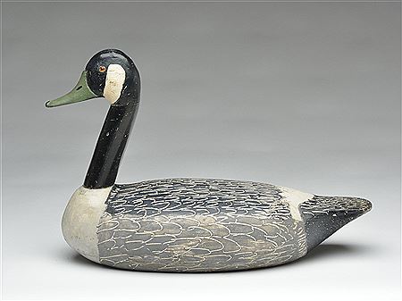 Canada goose