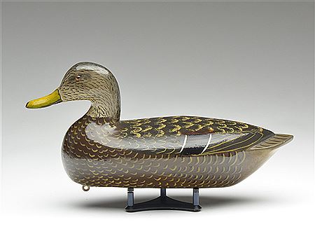 Black duck