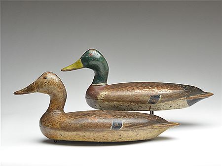 Pair of mallards