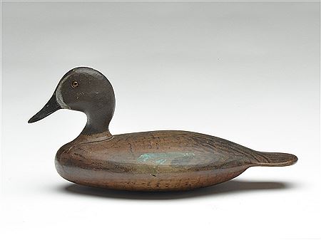 Bluewing teal drake
