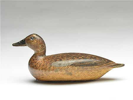 Bluewing teal hen