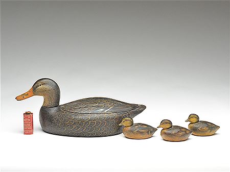 Very unique black duck hen and three ducklings