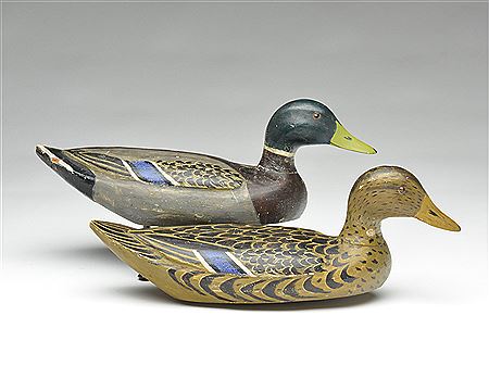 Pair of mallards