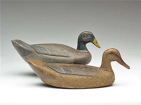 Mallard hen and drake