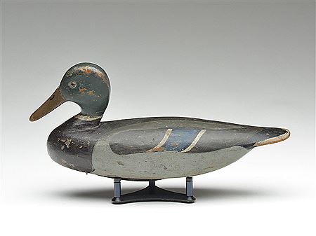Mallard drake