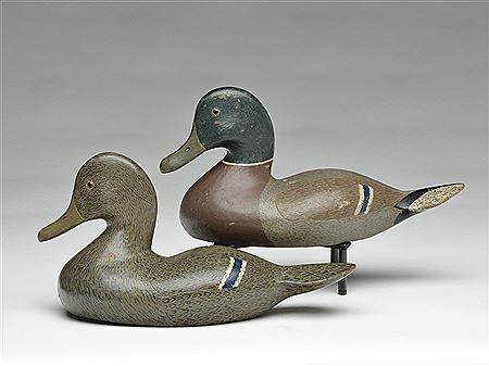 Pair of mallards