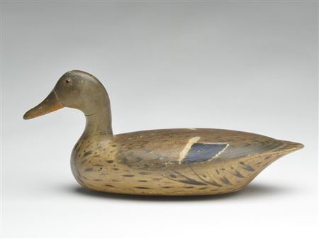 Rare mallard hen