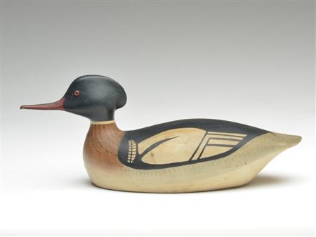 Important unused merganser drake