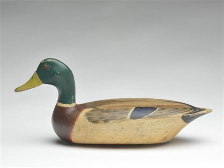 Mallard drake