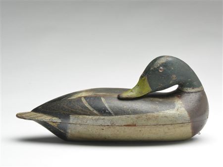Preening mallard
