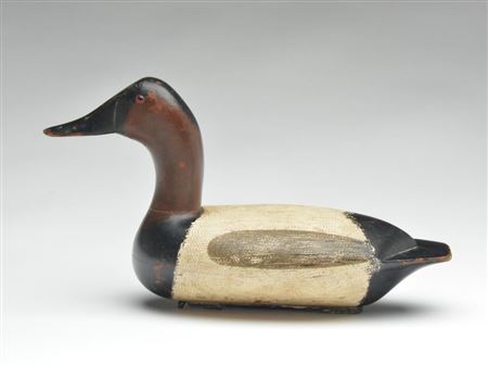 Canvasback drake