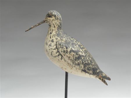 Important willet