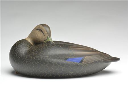 Preening black duck