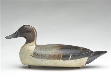 Exceptional pintail drake