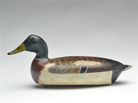Very strong mallard drake