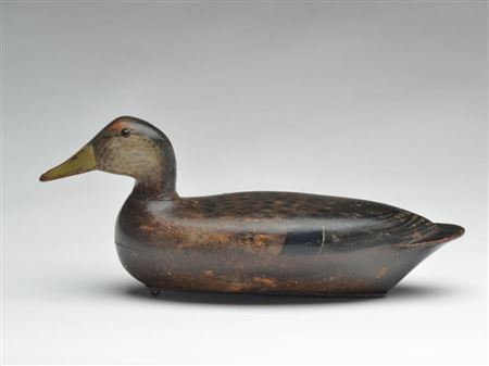 Extremely rare black duck