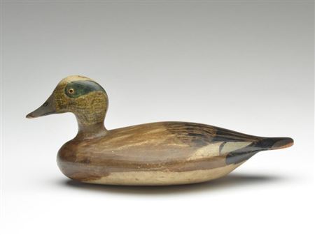Rare widgeon drake