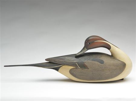 Preening pintail drake