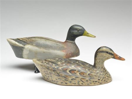 Rare pair of working mallards
