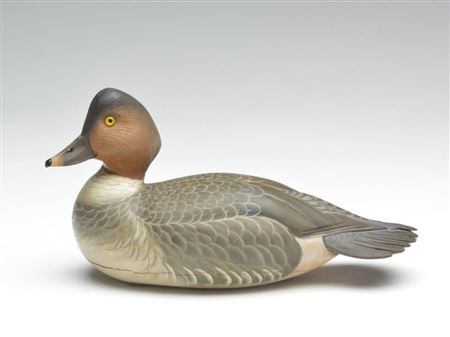 Goldeneye hen