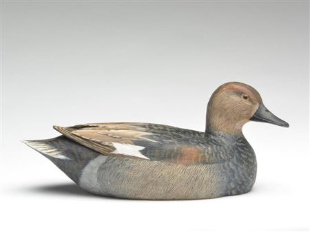 Gadwall drake