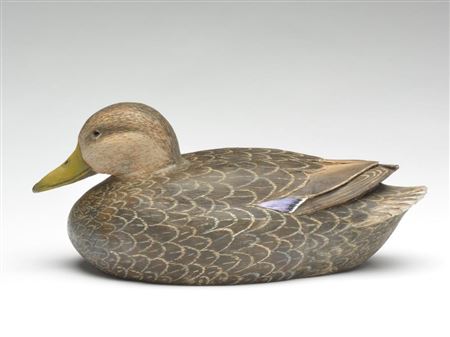 Black duck in content pose