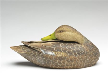 Black duck