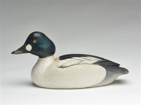 Goldeneye drake
