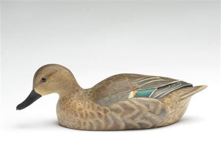 Greenwing teal hen
