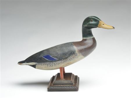 Standing mallard drake