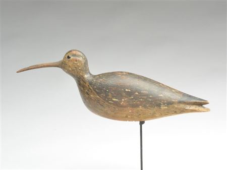 Important running curlew