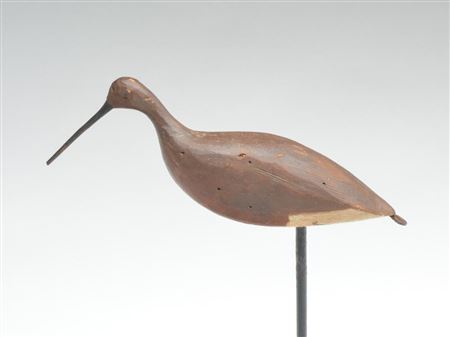Rare dowitcher