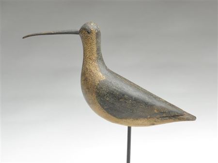 Very rare whimbrel