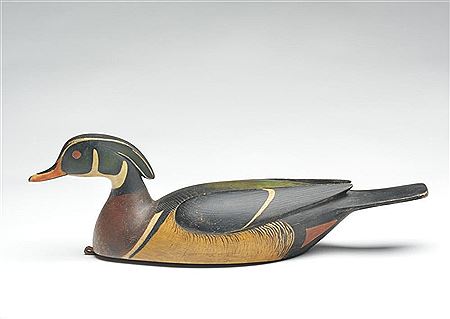 Swimming wood duck drake