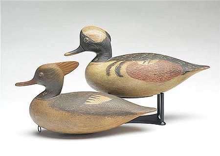 Rigmate pair of hooded mergansers