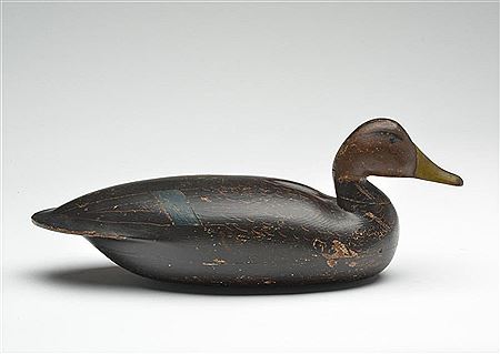 Black duck