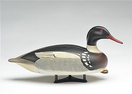 Red breasted merganser drake